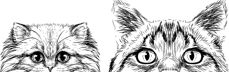 For Cats